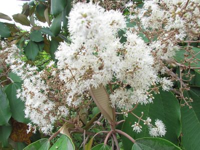 Miconia argentea, photographed by Martín Sánchez Vilchis