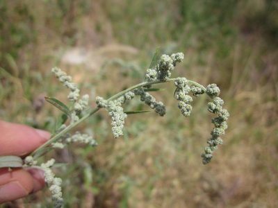 Chenopodium berlandieri, photographed by Eric Knight