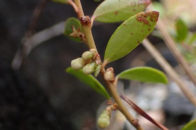 Vaccinium crassifolium, photographed by Austin Pursley