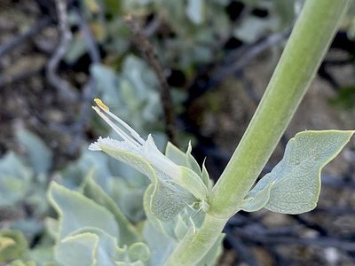 Salvia vaseyi, photographed by desertnaturalist