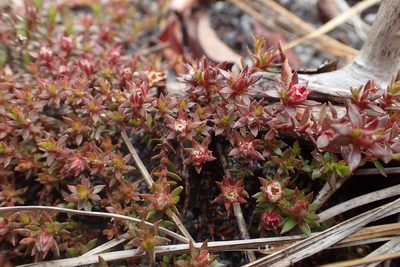 Pyxidanthera barbulata, photographed by Austin Pursley