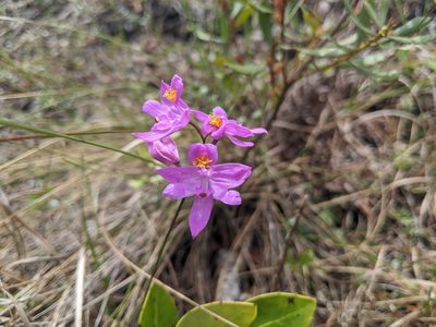 Calopogon barbatus, photographed by Austin Pursley