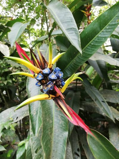 Heliconia vaginalis, photographed by Alison Guerra