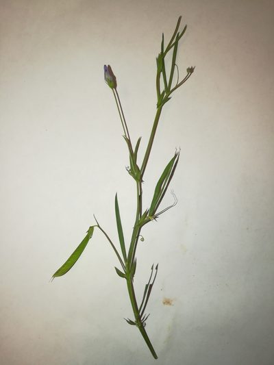 Lathyrus angulatus, photographed by Roland Godon