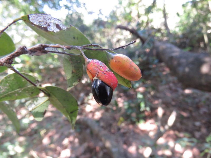 Rourea glabra, photographed by Alexis López Hernández