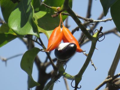 Swartzia simplex, photographed by Alexis López Hernández