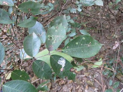 Rourea glabra, photographed by Alexis López Hernández