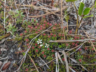 Pyxidanthera barbulata, photographed by Austin Pursley