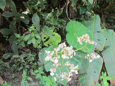 Begonia nelumbiifolia, photographed by Martín Sánchez Vilchis