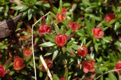 Pyxidanthera barbulata, photographed by Austin Pursley