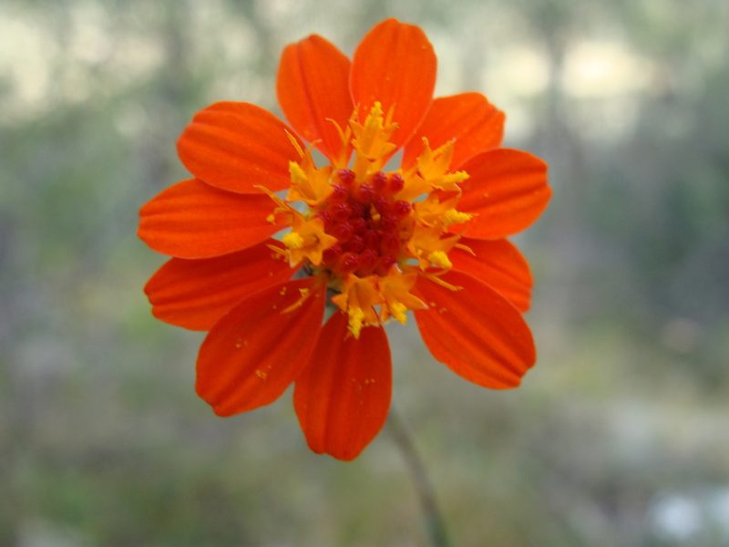 Gymnolaena oaxacana, photographed by Alexis López Hernández