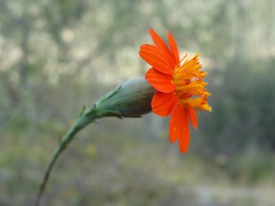 Gymnolaena oaxacana, photographed by Alexis López Hernández