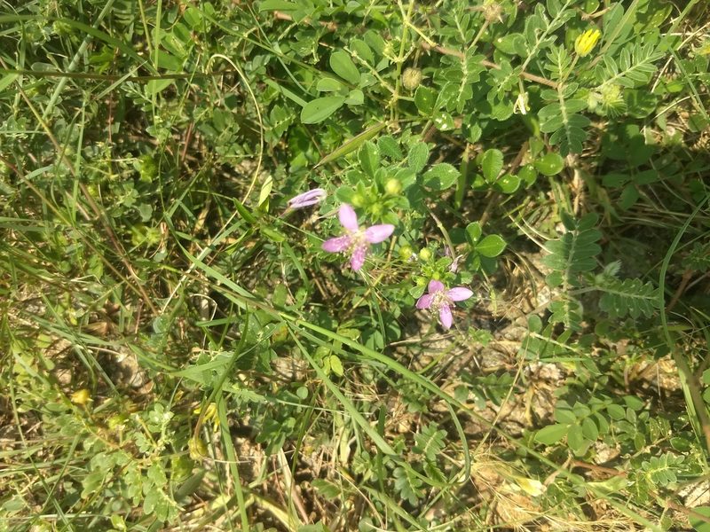 Cleome felina, photographed by P Jeganathan