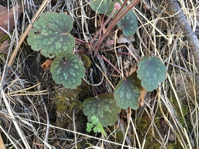 Heuchera glomerulata, photographed by weaver