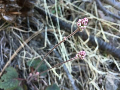 Heuchera glomerulata, photographed by weaver