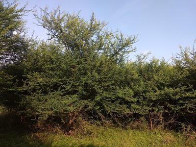 Vachellia nilotica, photographed by P Jeganathan