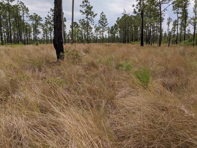 Aristida stricta, photographed by Austin Pursley