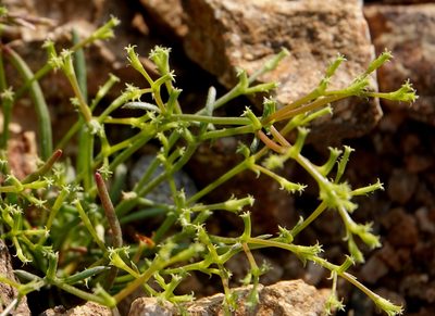 Chorizanthe brevicornu, photographed by desertnaturalist