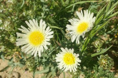Malacothrix coulteri, photographed by Casey H. Richart