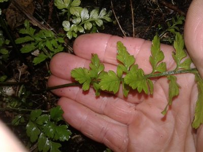 Asplenium lamprophyllum, photographed by Brett Sandford