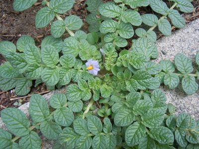 Solanum acaule, photographed by Alfredo F. Fuentes Claros