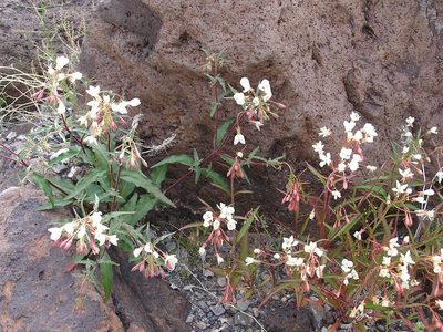 Eremothera refracta, photographed by Leah Gardner