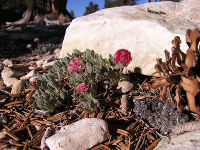 Eriogonum gracilipes, photographed by Leah Gardner