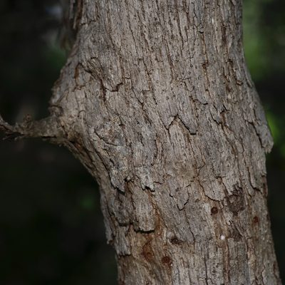 Quercus sinuata, photographed by Michelle W. （鍾偉瑋）