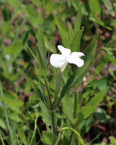 Ruellia noctiflora, photographed by Lauren McLaurin