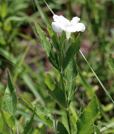 Ruellia noctiflora, photographed by Lauren McLaurin