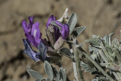 Astragalus amphioxys, photographed by Craig Martin