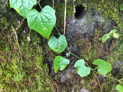 Zehneria guamensis, photographed by Cheng-Tao Lin