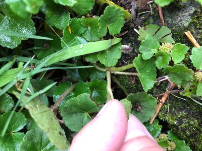 Hydrocotyle setulosa, photographed by Cheng-Tao Lin
