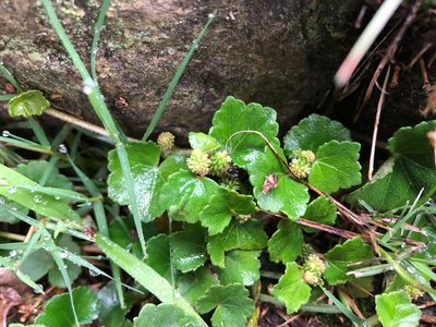 Hydrocotyle setulosa, photographed by Cheng-Tao Lin