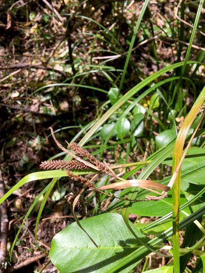 Carex lambertiana, photographed by Jenny Christianson