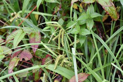 Carex doniana, photographed by Cheng-Tao Lin