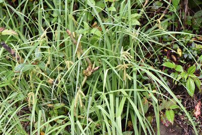 Carex doniana, photographed by Cheng-Tao Lin