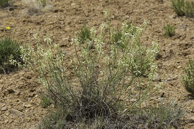 Astragalus lonchocarpus, photographed by Craig Martin