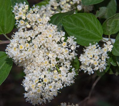Ceanothus incanus, photographed by Don Loarie