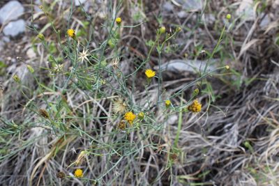 Porophyllum scoparium, photographed by Francisco Martínez González