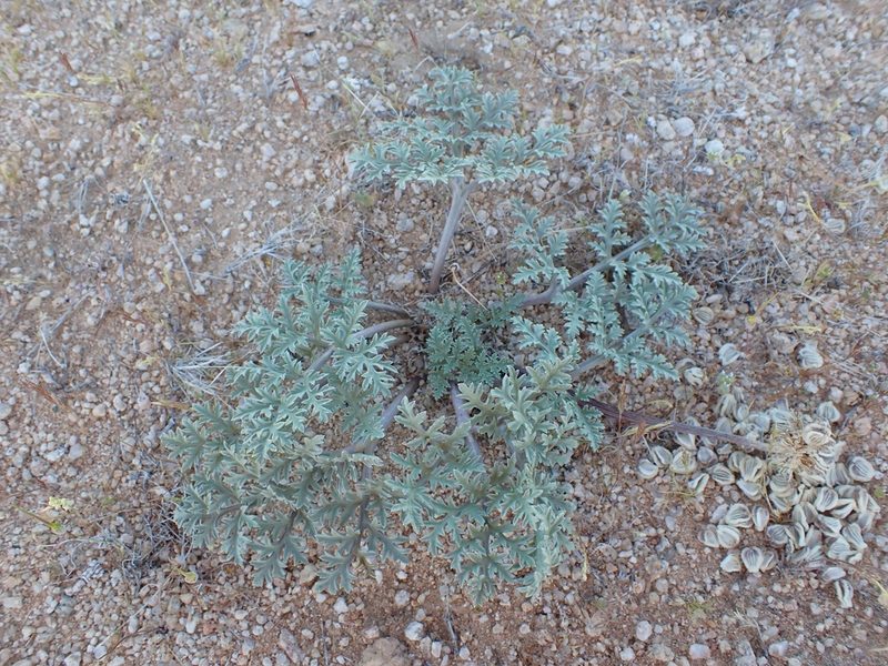 Cymopterus deserticola, photographed by Scott Yarger