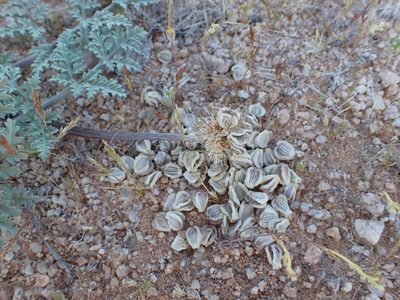 Cymopterus deserticola, photographed by Scott Yarger