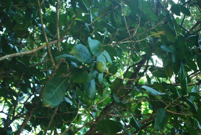 Amphitecna latifolia, photographed by Peter Nathaniel Boyer