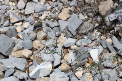 Hebecarpa barbeyana, photographed by Francisco Martínez González