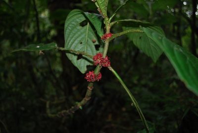 Hoffmannia congesta, photographed by Peter Nathaniel Boyer