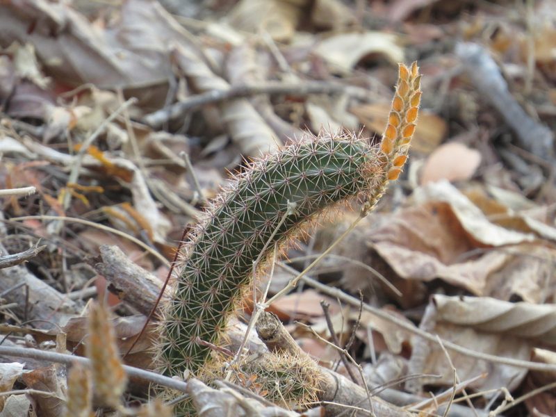 Acanthocereus oaxacensis, photographed by Gary Abner Garcia-Garcia