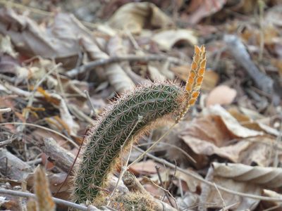 Acanthocereus oaxacensis, photographed by Gary Abner Garcia-Garcia