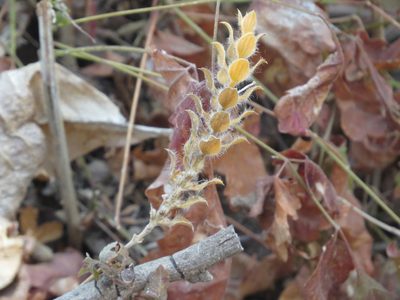 Tetramerium nervosum, photographed by Gary Abner Garcia-Garcia
