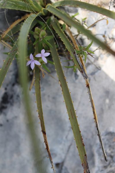 Yeatesia platystegia, photographed by Francisco Martínez González