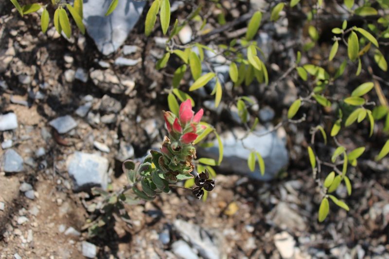 Castilleja rigida, photographed by Francisco Martínez González